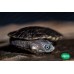 Tortuga cuello de serpiente - Chelodina longicollis
